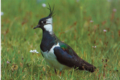 Zoo wildlife postkarte - zoo,
