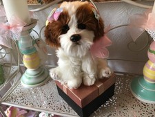 Deko shih tzu - -, rassehund
