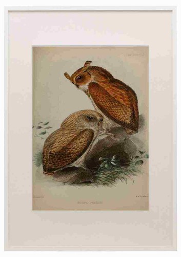 Keulemans john ibis - ibis, 1886