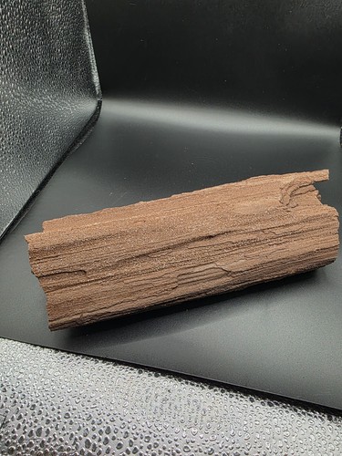 Versteinertes holz zwenkau - versteinertes, holz,zwenkau