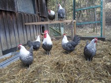  10 Bruteier Brakel Hühner