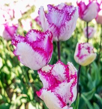 Tulpen Blumenzwiebeln Zwiebeln