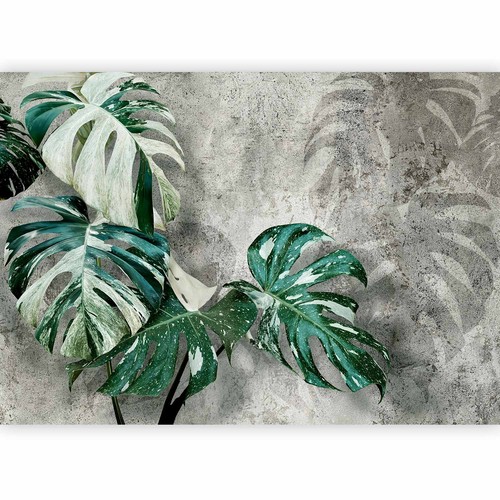 Monstera variegata blätter - variegata,