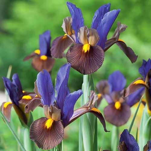 Iris zwiebeln blüten - blüten,