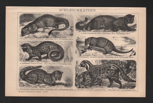 Lithografie 1898