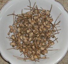 Mohnkapseln vom Klatschmohn