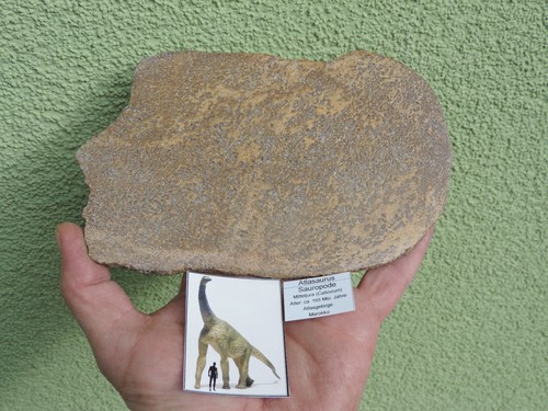 Sauropode atlasaurus aus dem - sauropode,