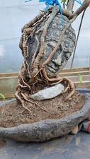 Outdoor Bonsai Wald Buddha Linde Tilia Ulme Ulmus & Rose Rosa Angkor Wat Style