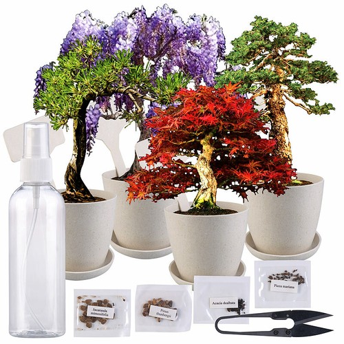 Bonsai anzuchtset arten - bonsai-anzuchtset,, 4