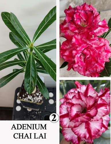 Adenium chai lai - chai, n2