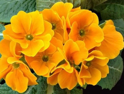 Primel akkord orange samen - akkord,