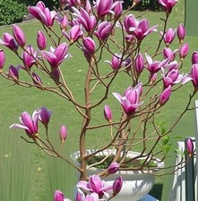 Magnolie Stecklinge lila winterharte Pflanzen Blumen für den Garten Deko..