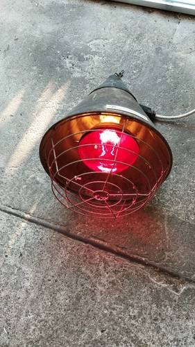 Alte rotlichtlampe stalllampe - alte,