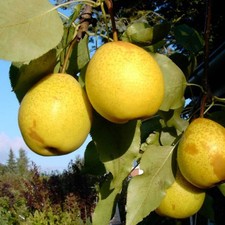 Nashi Benita (R) Nashibaum