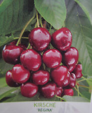 Kirschbaum 'Regina' Süßkirsche winterharte Pflanze 150-170cm im Topf