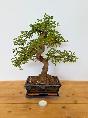 Bonsai chinesische ulme nr - bonsai,