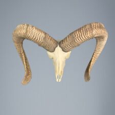 002MU Mufflon jagdtrophae, Wildschaf, Horn 82-82cm C.24cm DE 