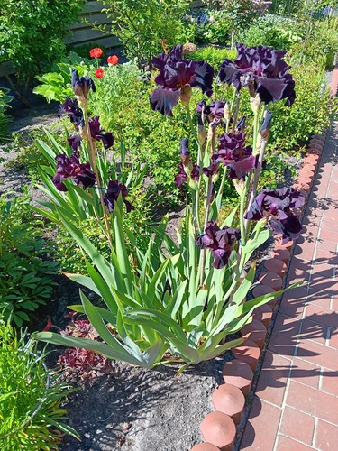 Iris schwertlilie - 2, iris/schwertlilie
