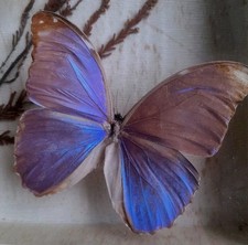 Schmetterlinge Entomologie