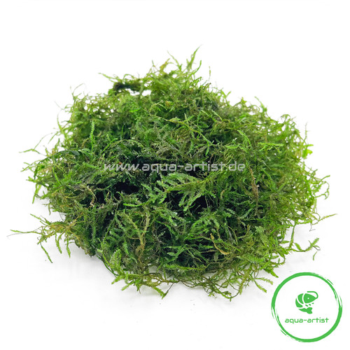 Taiwan moos taxiphyllum - taiwan-moos, (taxiphyllum