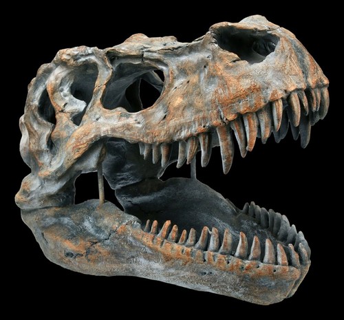 Totenkopf tyrannosaurus rex - totenkopf,