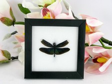 Eine echte exotische Libelle