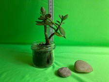 Geldbaum/Pfennigbaum/Affenbrot