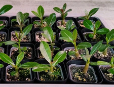 3 x Adenium Obesum -