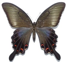 PAPILIO DEHAANII (MAYBE NEW) SSP. FEMALE (SUMMER FORM) FROM TSUSHIMA ISL., JAP