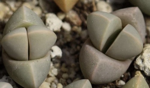 Lapidaria margaretae 50 - 25, /