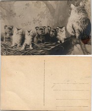 Ansichtskarte  Fotokunst Katze