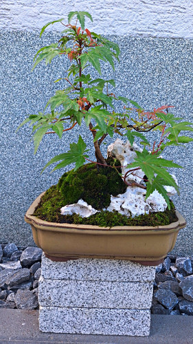 Ahorn bonsai eingetopft - (acer),