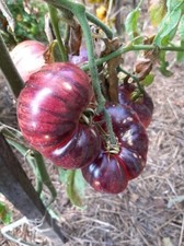 Tomate lovely lush samen - tomate,