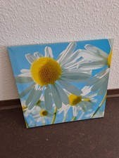 Bild Poster Margerite Deko ca. 40 cm auf ca. 40 cm. Shabby Zierde