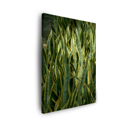 Leinwand bilder pflanzen - leinwand-bilder:,