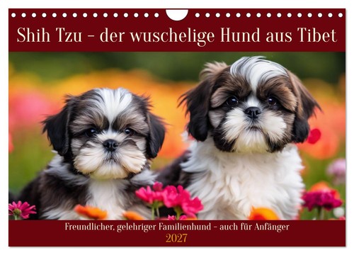 Shih tzu der wuschelige - tzu,