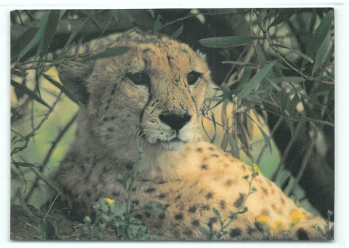 Postkarte gepard cheetah - 1,