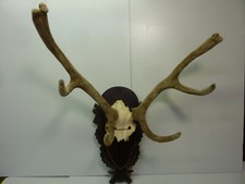  Hirschgeweih mit Bast , Rothirsch Abwurfstangen,Rehgehörne ,Rehgeweih 