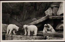 20007415 - 2000 Hamburg Hamburg: Hagenbecks Tierpark, Eisbaeren AKU1 um 1950/60