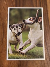 Alte Hundepostkarte ? SPIELENDE PERSON JACK RUSSELL TERRIER ? AK HUND 