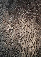 Vogelaugen Furnier gemuschelt schwarz SaRaiFo 250x64cm birdseye Maple erable