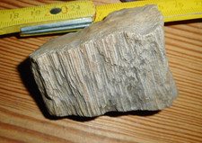 ☆Versteinertes Holz (vermutl. versteinerter Farn), USA, Utah, Flußseife