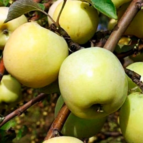 Malus domestica antonovka 20 - malus,