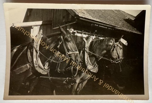 Orig foto pferde gespann um - orig.,