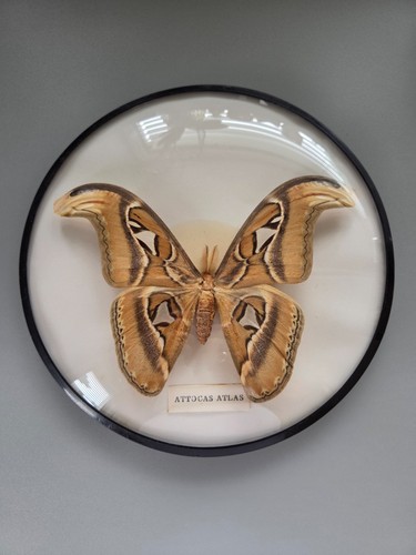 Attacus atlas atlasspinner - attacus,