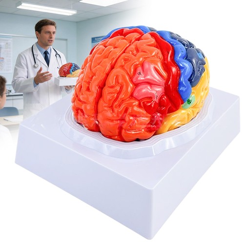 Gehirnmodell anatomisches - gehirnmodell,