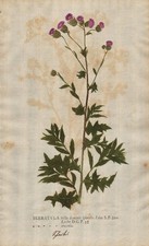 Serratula Färber-Scharte