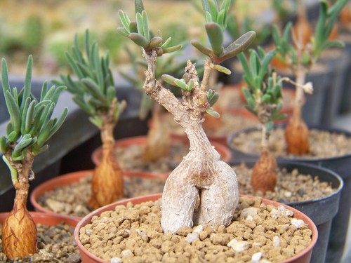 Samen delosperma - 50,