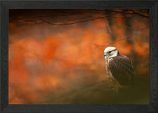 Lanner Falke Falco Biarmi