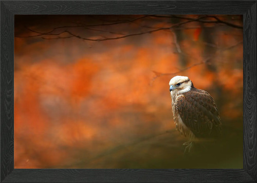 Lanner falke falco biarmi - falke,